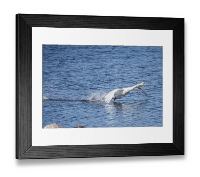Framed Print : Mute swan approaching the Rantum basin