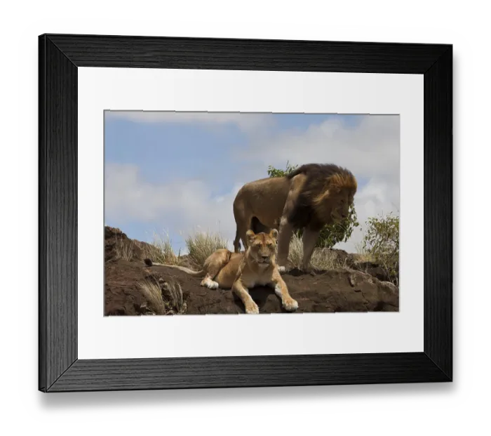 Framed Print : Male lion in the wilderness of Africa Framed Print : Male lion in the wilderness of Africa