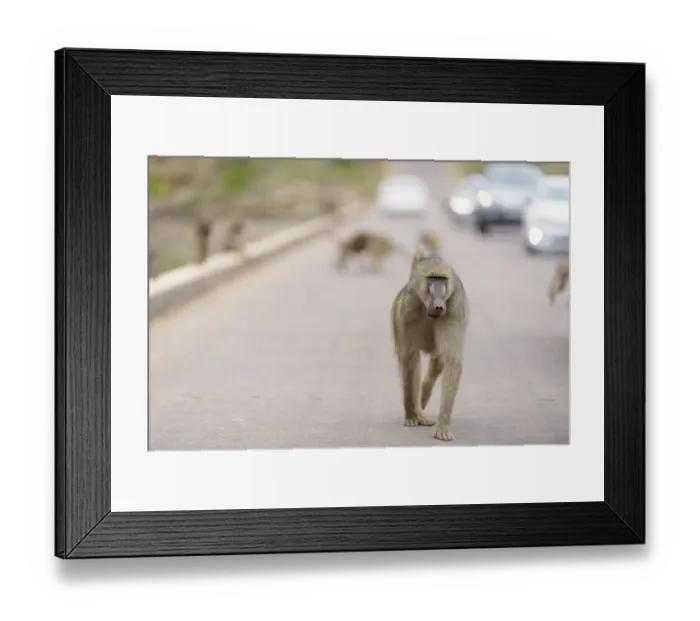 Framed Print : Male baboon close up portrait Framed Print : Male baboon close up portrait