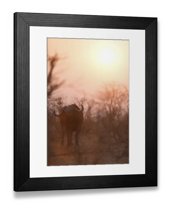 Framed Print : Cape buffalo also known as African buffalo in the wilderness
