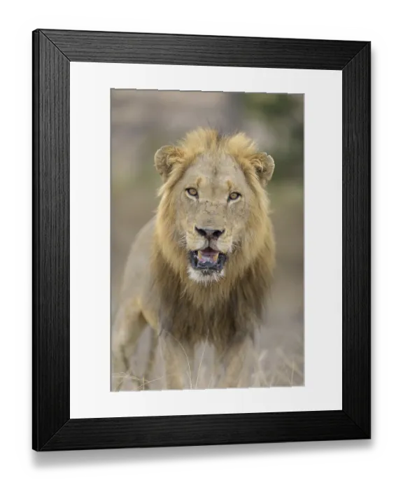 Framed Print : Male lion in the wilderness of Africa Framed Print : Male lion in the wilderness of Africa