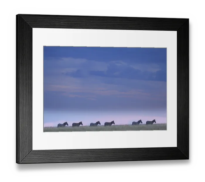 Framed Print : Zebras in the wilderness of Africa