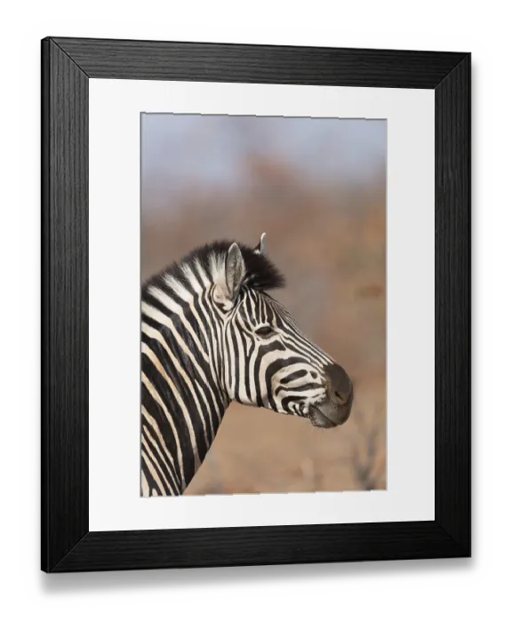 Framed Print : Zebra in the wilderness of Africa