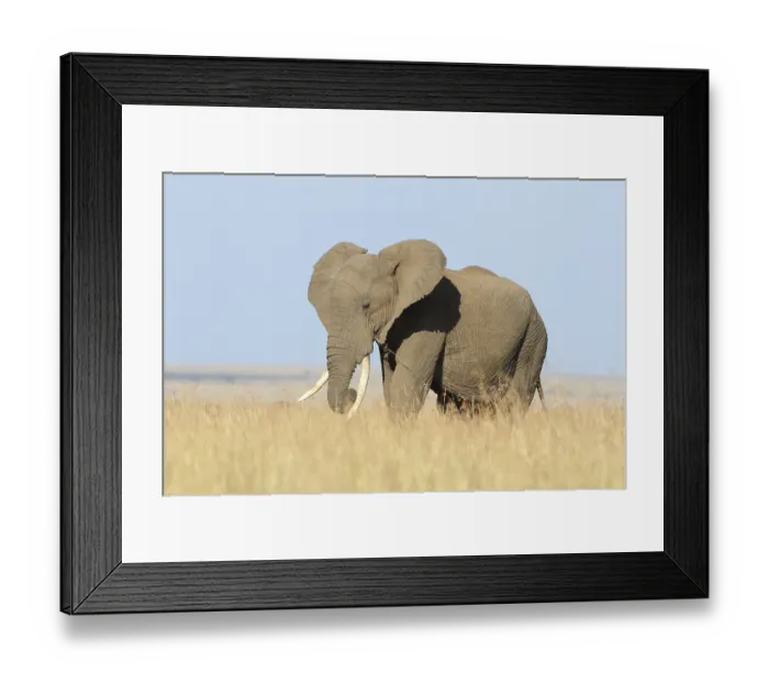 Framed Print : African Elephant in the wilderness of Africa Framed Print : African Elephant in the wilderness of Africa