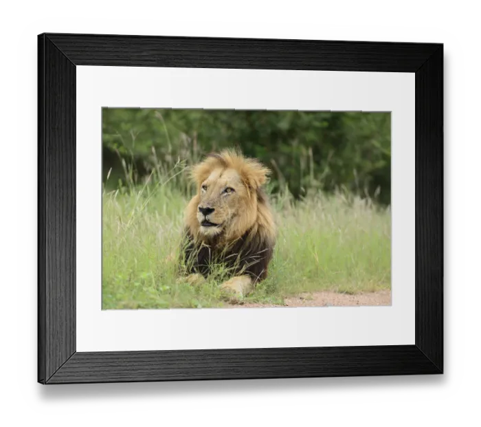 Framed Print : Male lion in the wilderness of Africa
