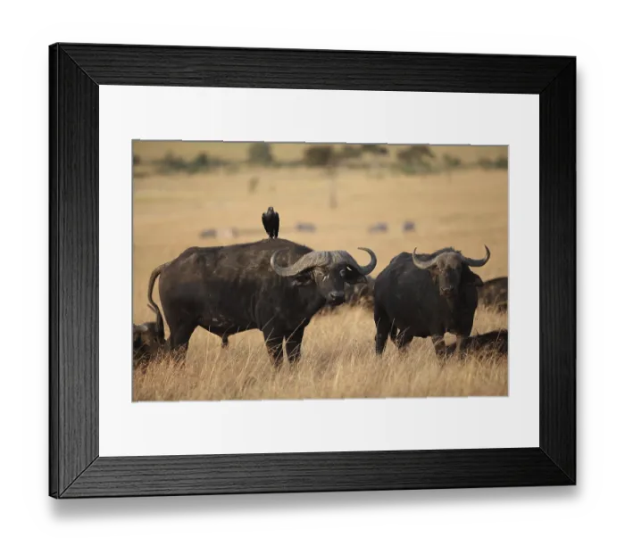 Framed Print : Cape buffalo in the wilderness of Africa