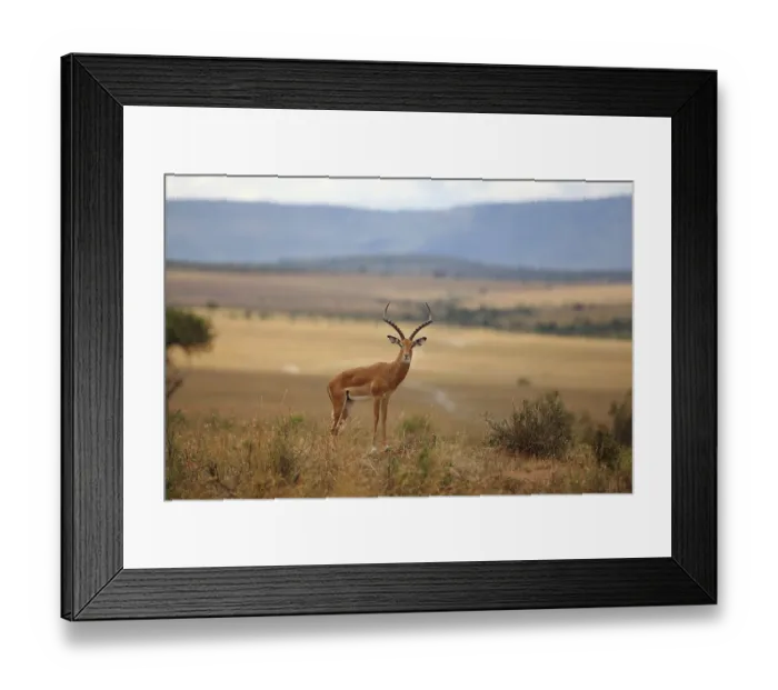Framed Print : Impala in the wilderness of Africa