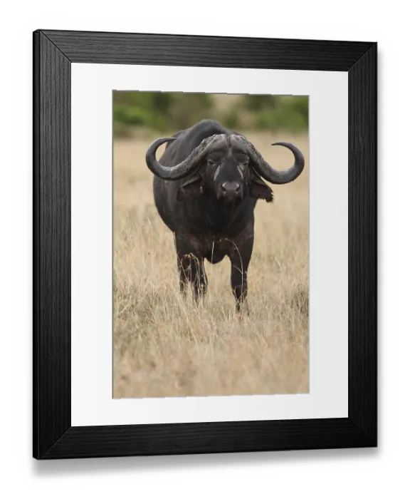 Framed Print : Cape buffalo in the wilderness of Africa