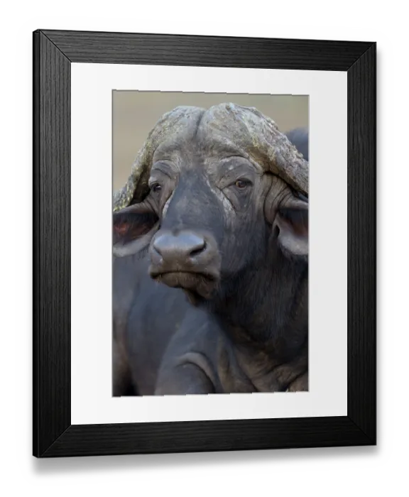 Framed Print : Cape buffalo also known as African buffalo in the wilderness