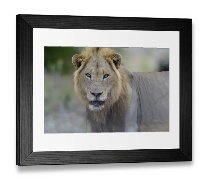 Framed Print : Male lion in the wilderness of Africa