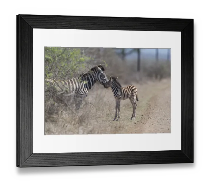 Framed Print : Zebra foal in the wilderness, baby zebra