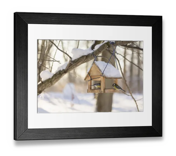 Framed Print : Hungry birds eat food from hanging feeder on sunny winter day in park