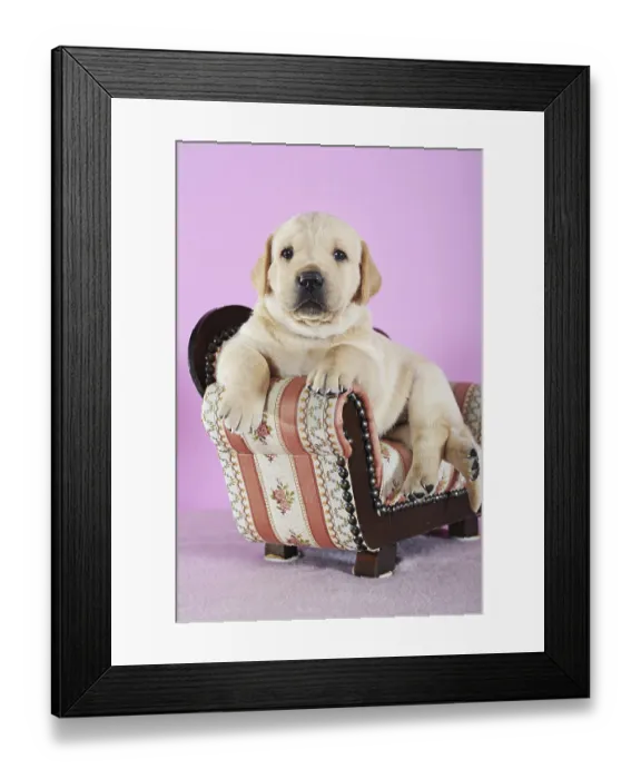 Framed Print : Labrador Retriever, yellow, puppy 4 weeks old Framed Print : Labrador Retriever, yellow, puppy 4 weeks old