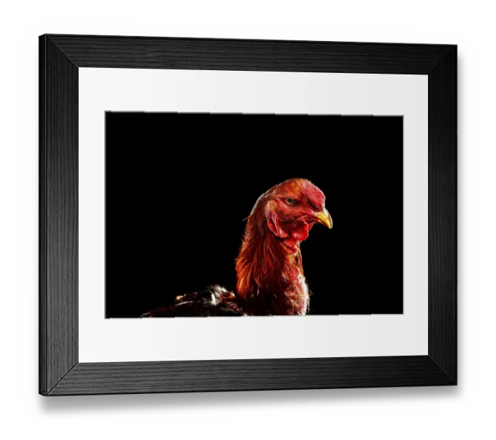 Framed Print : Shamo Cock, Germany Framed Print : Shamo Cock, Germany