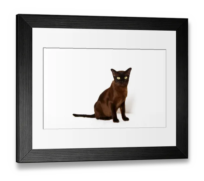 Framed Print : Burmese cat