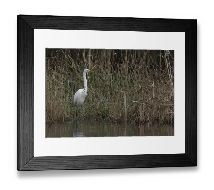 Framed Print : Great white egret (Ardea alba) adult bird in standing on the edge of a reedbed by a lake