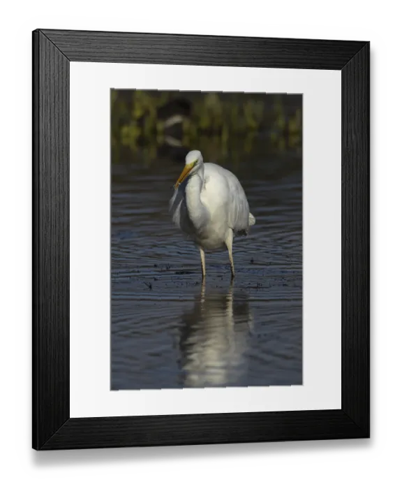 Framed Print : Great white egret (Ardea alba) adult bird in shallow water of a lake feeding on a Stickleback fish Framed Print : Great white egret (Ardea alba) adult bird in shallow water of a lake feeding on a Stickleback fish
