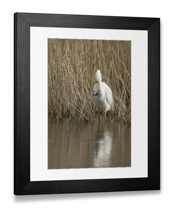 Framed Print : Great white egret (Ardea alba) adult bird in water on the edge of a reedbed with a frog for food in its beak in spring