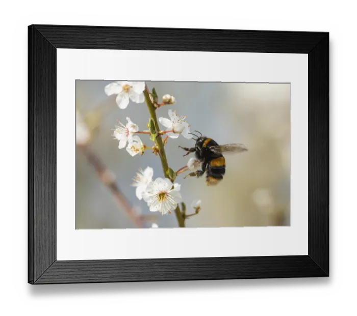 Framed Print : Buff tailed bumblebee (Bombus terrestris) adult bee insect flying towards Blackthorn tree blossom in spring