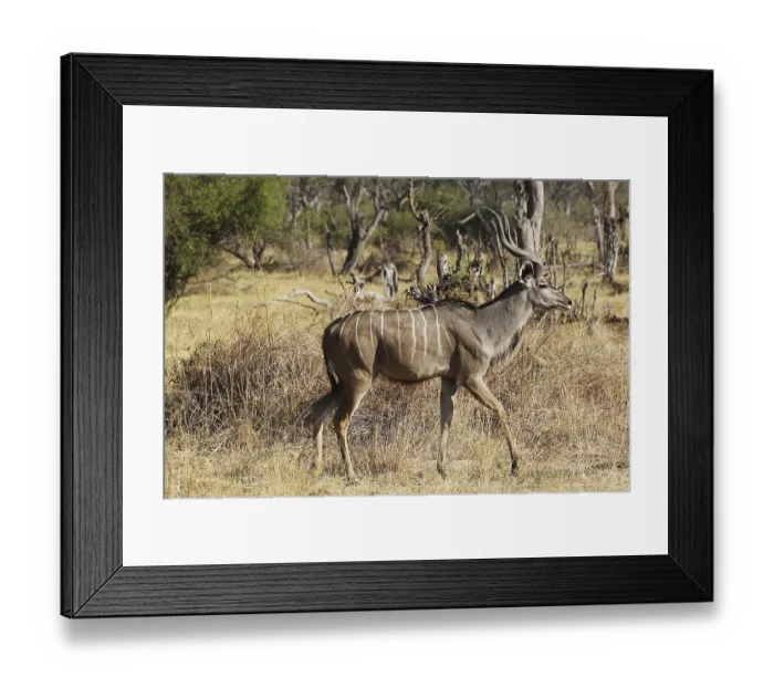 Framed Print : Greater Kudu (tragelaphus strepsiceros)