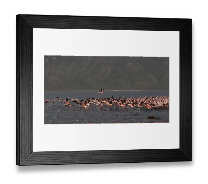 Framed Print : Lesser Flamingo (phoenicopterus minor) Framed Print : Lesser Flamingo (phoenicopterus minor)