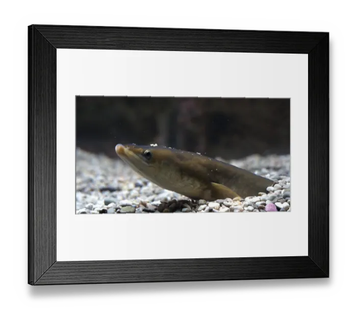 Framed Print : Common Eel or European Eel (anguilla anguilla)