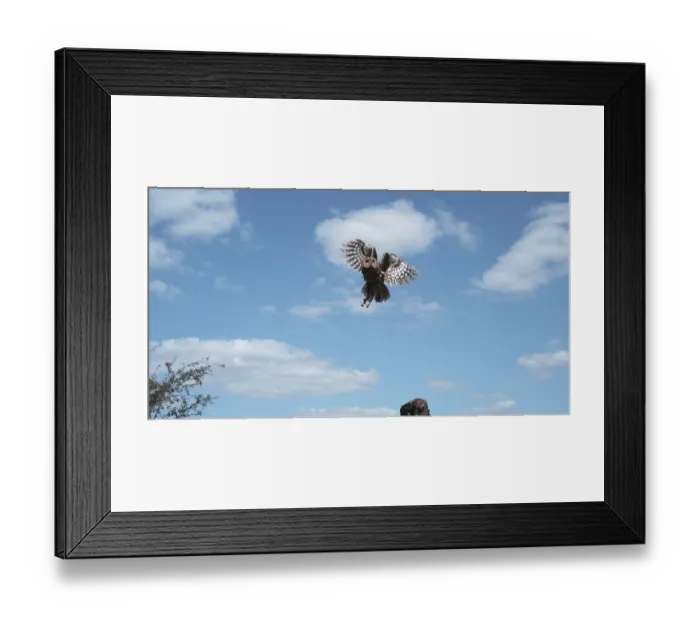 Framed Print : Eurasian Tawny Owl (strix aluco)