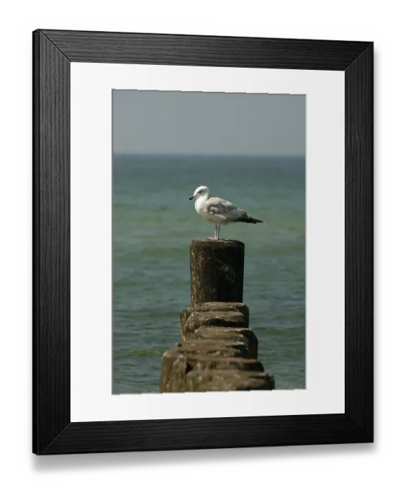 Framed Print : Immature Herring Gull (Larus argentatus) sitting on wooden pole at the coast of the Baltic Sea Germany