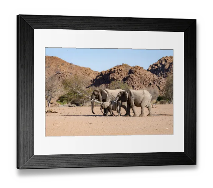 Framed Print : Two African elephants (Loxodonta africana) with young