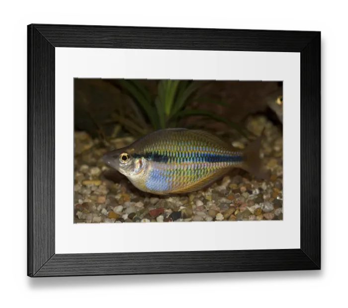 Framed Print : Goyder River Rainbowfish - Banded Rainbow Fish - Melanotaenia trifasciata