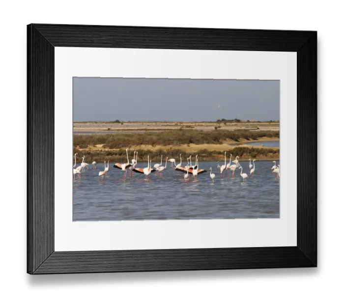 Framed Print : Flamingos in the saline in Ibiza