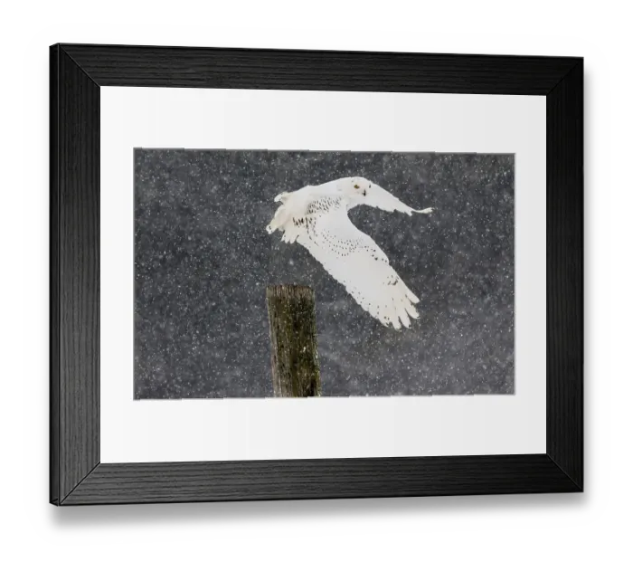 Framed Print : A captive snowy owl (Bubo scandiacus) at a bird of prey sanctury during winter Framed Print : A captive snowy owl (Bubo scandiacus) at a bird of prey sanctury during winter