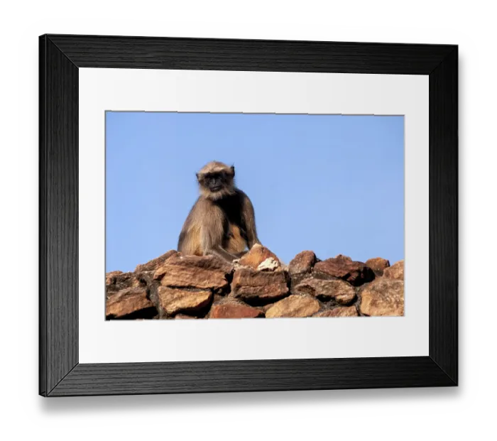Framed Print : Common Langur (Semnopithecus entellus) on the rocks of north fort