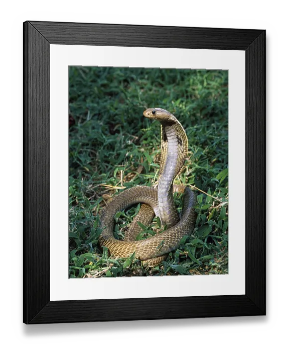 Framed Print : Snake, Indian cobra Indian spectacled cobra (Naja naja)