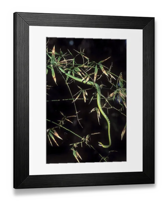 Framed Print : Green whip snake (Ahaetulla nasutus) Vine snake captive