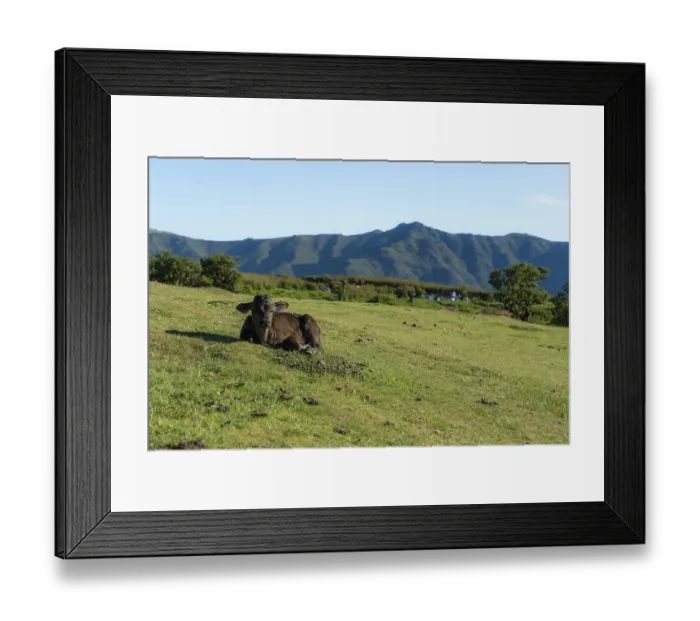 Framed Print : Calf in Fanal Forest Laying on Green Meadow