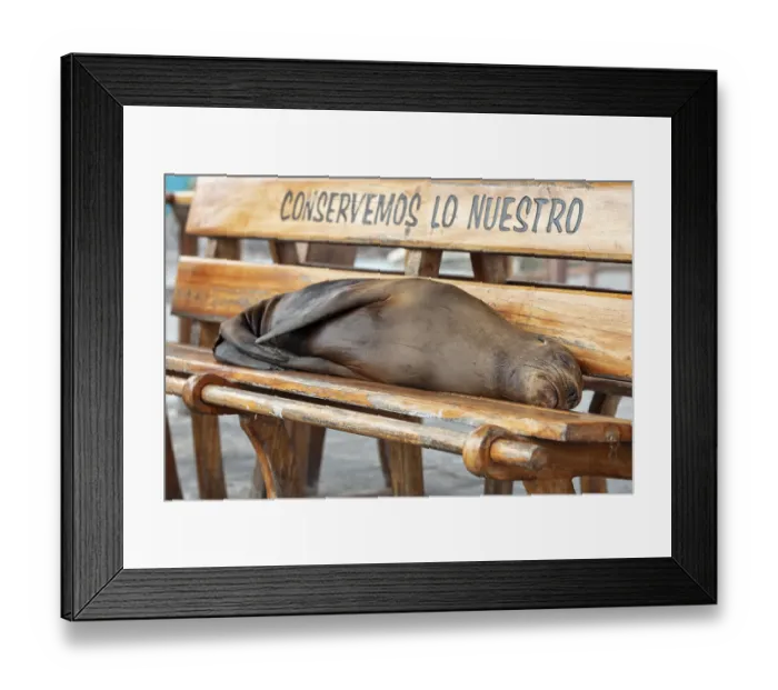Framed Print : Sea lions (Zalophus wollebaeki)