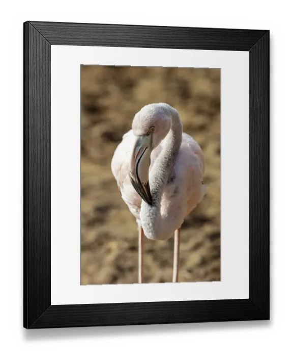 Framed Print : Flamingo (Phoenicopteridae), Galapagos