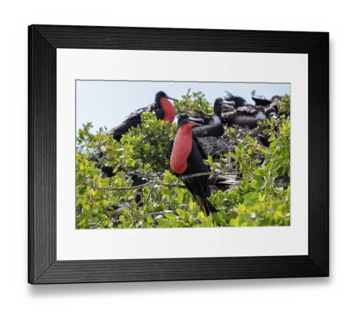Framed Print : Frigatebirds (Fregatidae, Fregata)