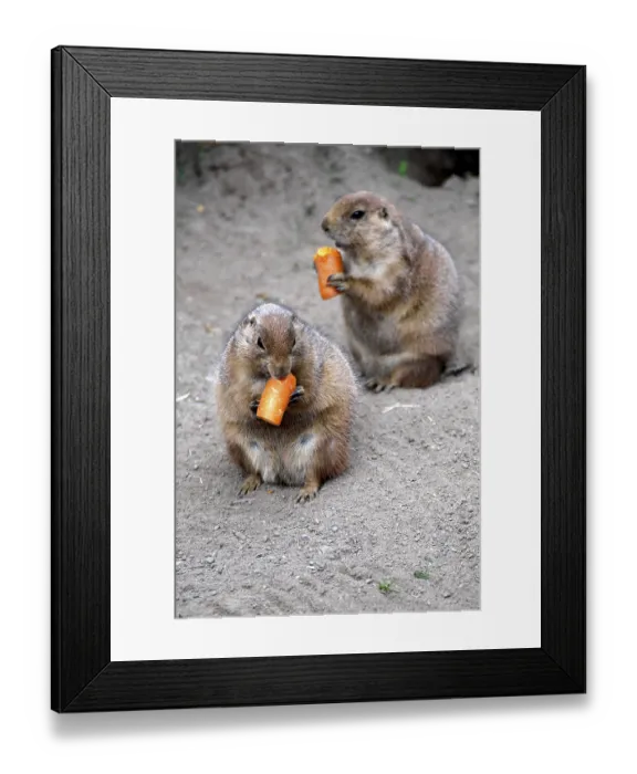 Framed Print : Black-tailed Prairie Dogs (Cynomys ludovicianus) nibble on carrot