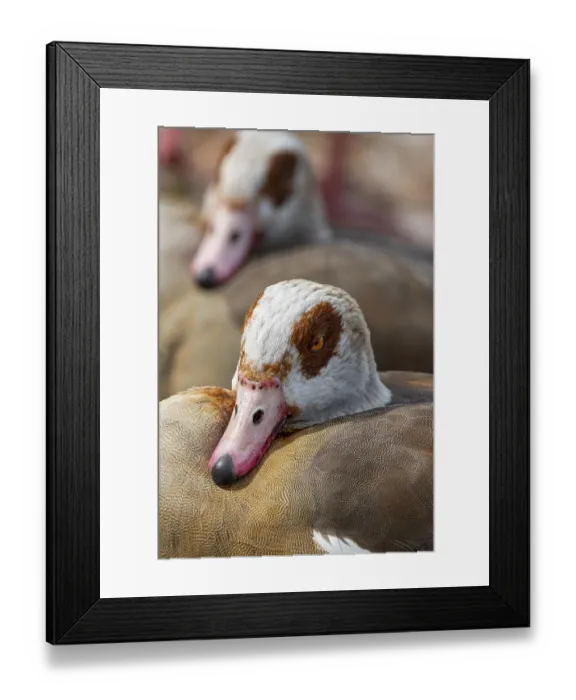 Framed Print : Egyptian geese (Alopochen aegyptiaca) on the River Main