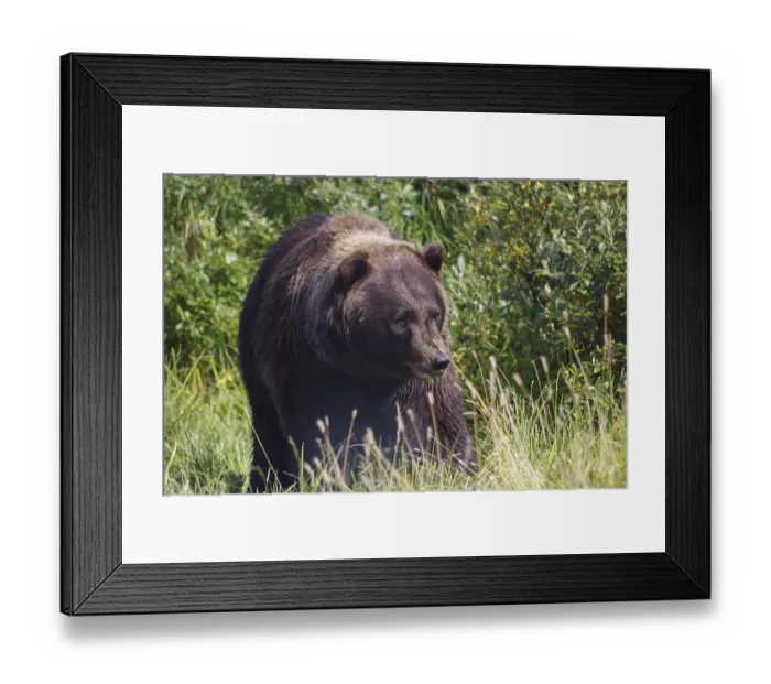 Framed Print : Brown bear, grizzly, at the Alaska Wildlife Conservation Center near Girdwood