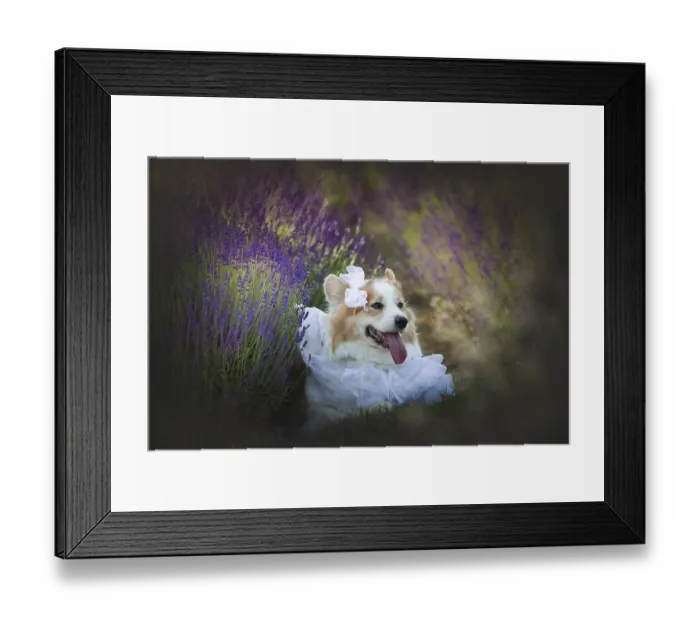Framed Print : Dog Corgi Welsh Pembroke in the guise of a groom standing in a lavender field