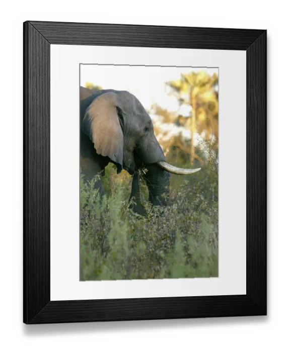 Framed Print : African elephant (Loxodonta africana)