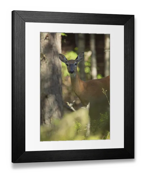 Framed Print : White-tailed deer (Odocoileus virginianus) in forest in summer