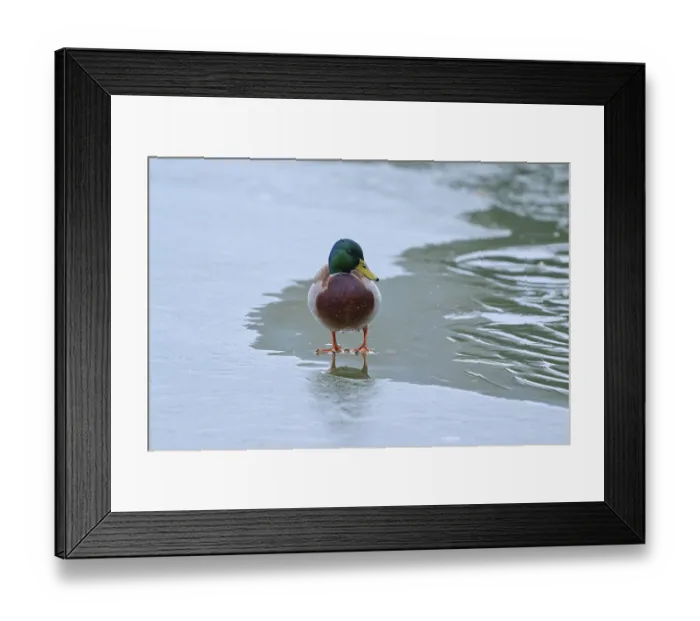 Framed Print : Mallard (Anas platyrhynchos), drake standing still on a frozen surface Framed Print : Mallard (Anas platyrhynchos), drake standing still on a frozen surface