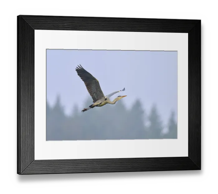 Framed Print : An elegant grey heron (Ardea cinerea) Framed Print : An elegant grey heron (Ardea cinerea)