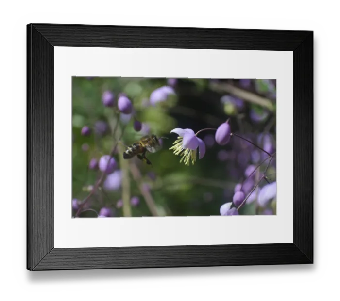 Framed Print : Honey bee collecting nectar from flower