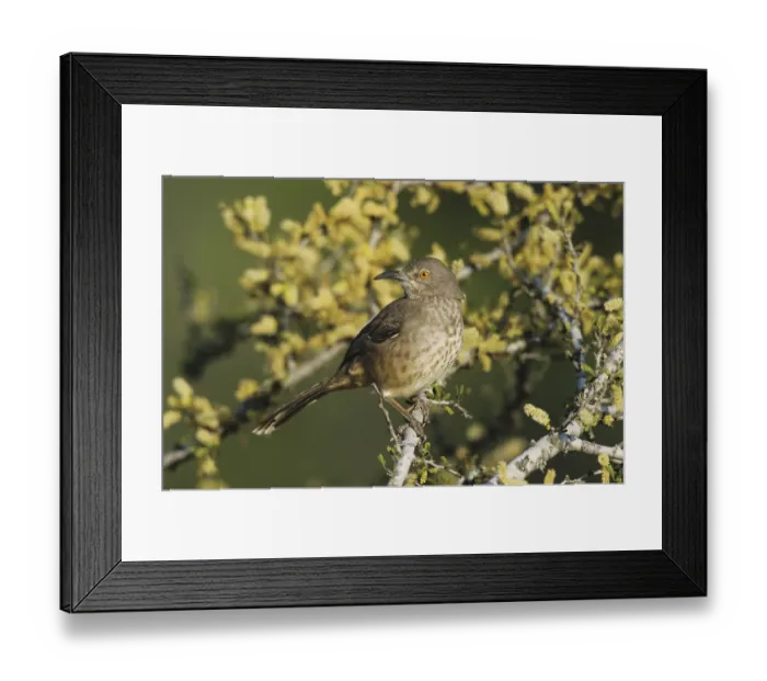 Framed Print : Curve-billed Thrasher (Toxostoma curvirostre)