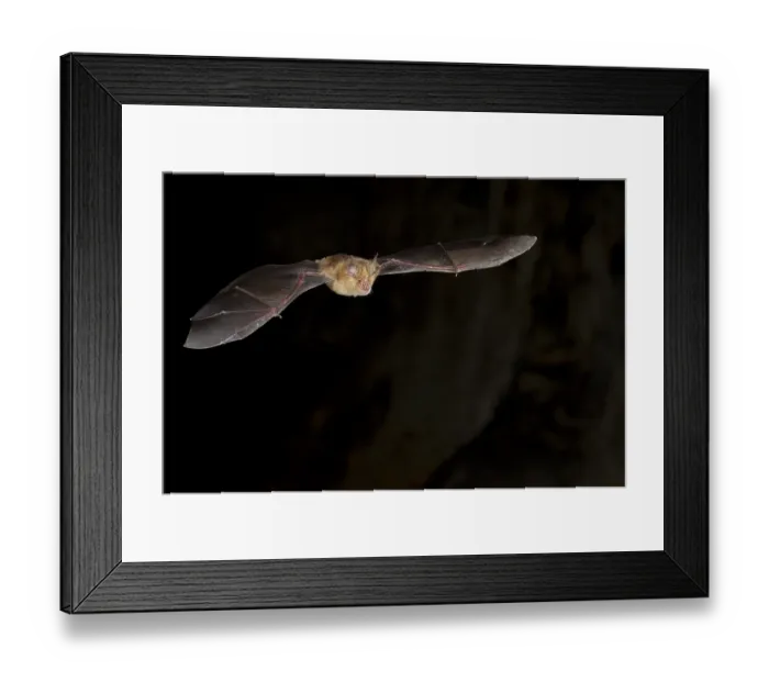 Framed Print : Greater horseshoe bat (Rhinolophus ferrumequinum) in flight Framed Print : Greater horseshoe bat (Rhinolophus ferrumequinum) in flight